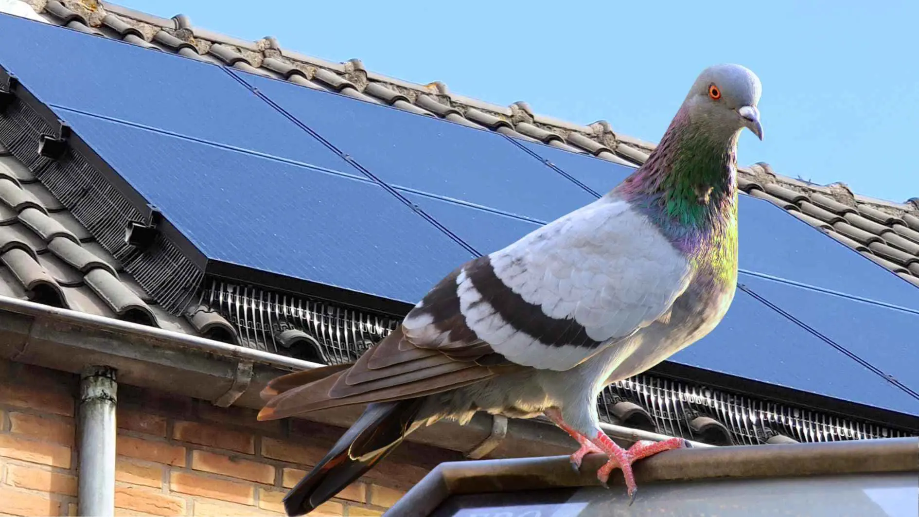 Eine Taube sitzt auf der Regenrinne Vor einem Dach mit Photovoltaikanlage. Die Anlage ist geschützt vor Tauben, da sie ein Gitter unter dem Modulen hat.